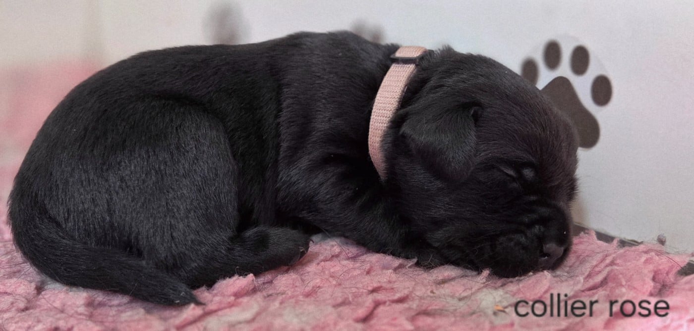 Labrador Retriever - Du Gardien Des Aulnois