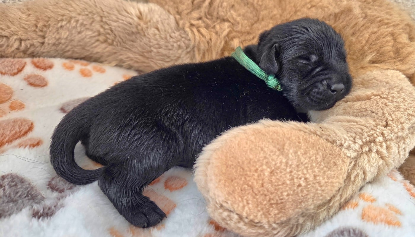 Labrador Retriever - Du Gardien Des Aulnois