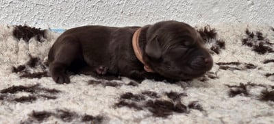 Les chiots de Labrador Retriever