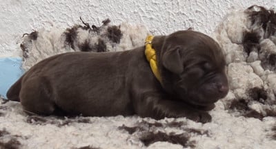 Les chiots de Labrador Retriever