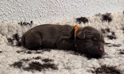 Les chiots de Labrador Retriever