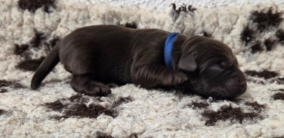 Les chiots de Labrador Retriever