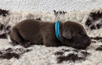 Les chiots de Labrador Retriever