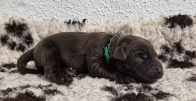 Les chiots de Labrador Retriever
