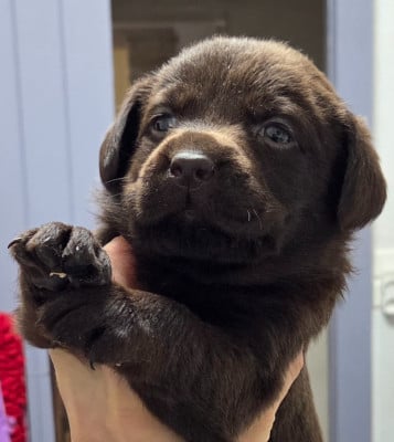 Les chiots de Labrador Retriever