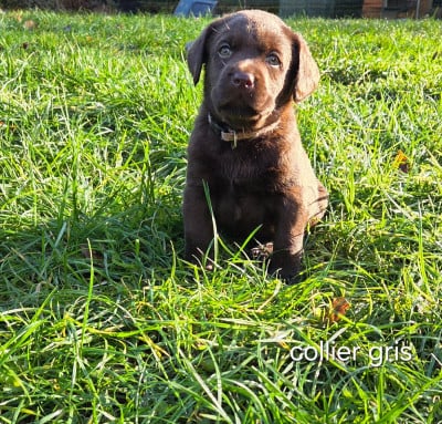 Les chiots de Labrador Retriever