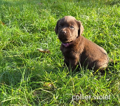 Les chiots de Labrador Retriever