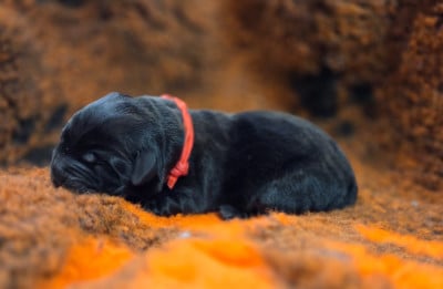 Les chiots de Labrador Retriever