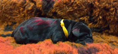 Les chiots de Labrador Retriever