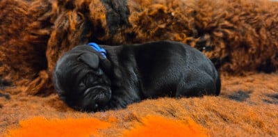 Les chiots de Labrador Retriever