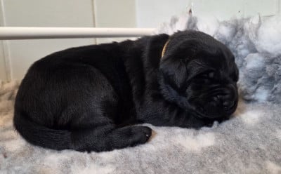 Les chiots de Labrador Retriever