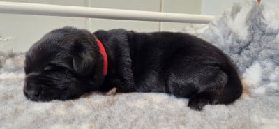 Les chiots de Labrador Retriever