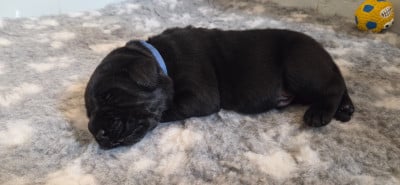 Les chiots de Labrador Retriever