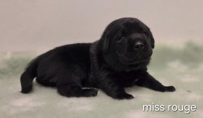 Les chiots de Labrador Retriever