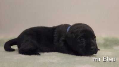 Les chiots de Labrador Retriever