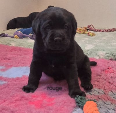 Les chiots de Labrador Retriever