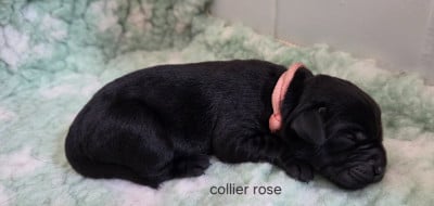 Les chiots de Labrador Retriever