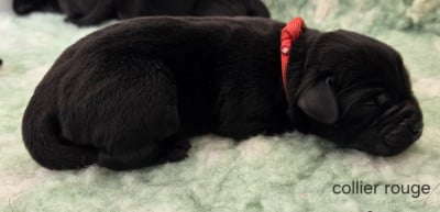 Les chiots de Labrador Retriever
