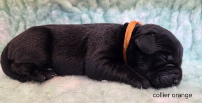 Les chiots de Labrador Retriever