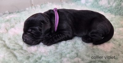 Les chiots de Labrador Retriever