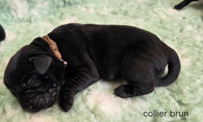 Les chiots de Labrador Retriever