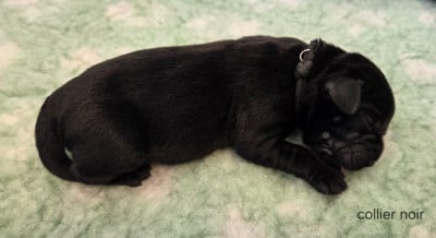 Les chiots de Labrador Retriever