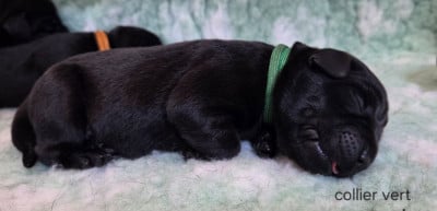 Les chiots de Labrador Retriever