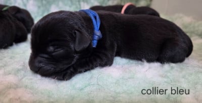 Les chiots de Labrador Retriever