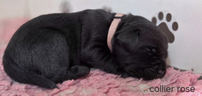 Les chiots de Labrador Retriever
