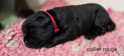 Les chiots de Labrador Retriever