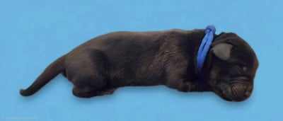 Les chiots de Labrador Retriever