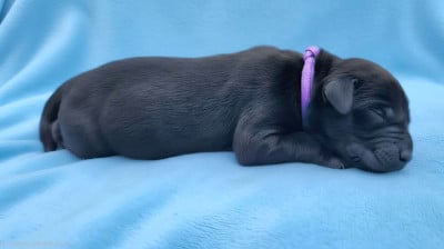 Les chiots de Labrador Retriever
