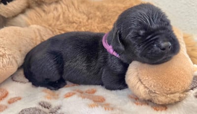 Les chiots de Labrador Retriever