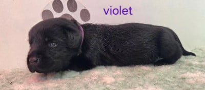 Les chiots de Labrador Retriever