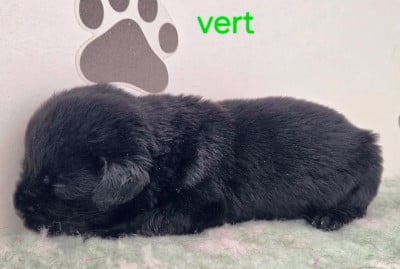 Les chiots de Labrador Retriever