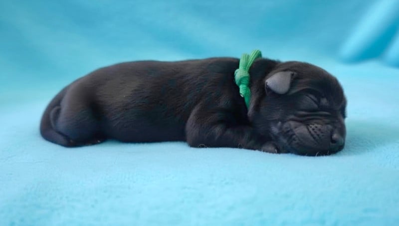 Labrador Retriever - Du Gardien Des Aulnois