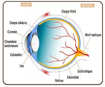La cataracte héréditaire
