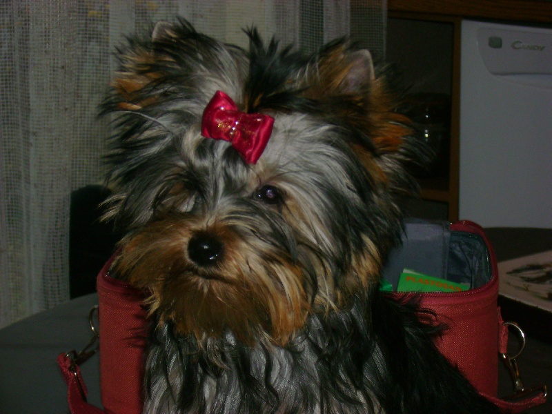 Publication : Du Domaine de Briony Auteur : Finet Magali