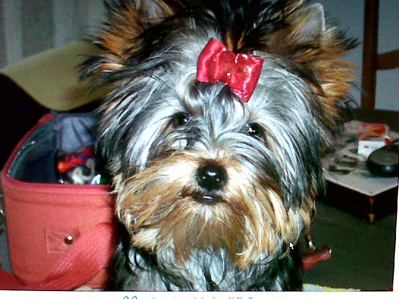 Publication : Du Domaine de Briony Auteur : Finet Magali