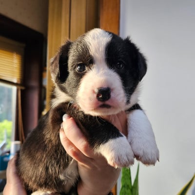 Les chiots de Welsh Corgi Cardigan