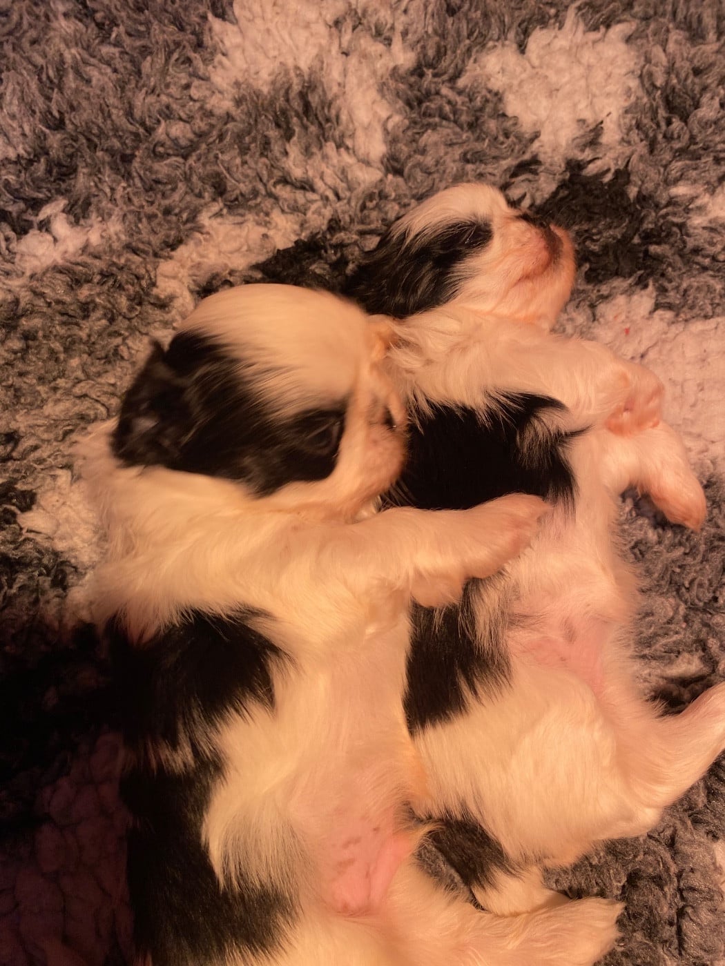 Shih Tzu - D'altan Khan