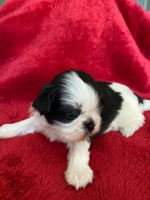 Les chiots de Shih Tzu
