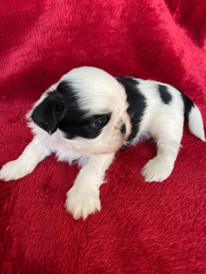 Les chiots de Shih Tzu