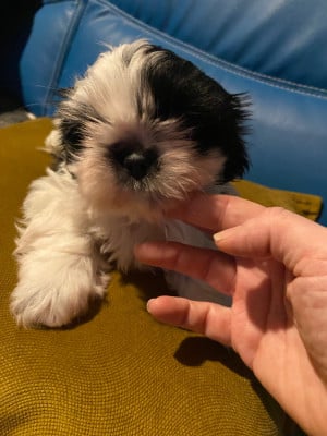 Les chiots de Shih Tzu