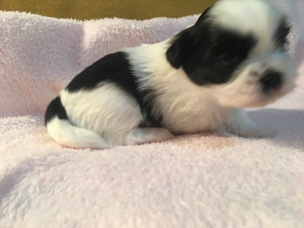 Shih Tzu à Vendre Particulier Le Bon Coin