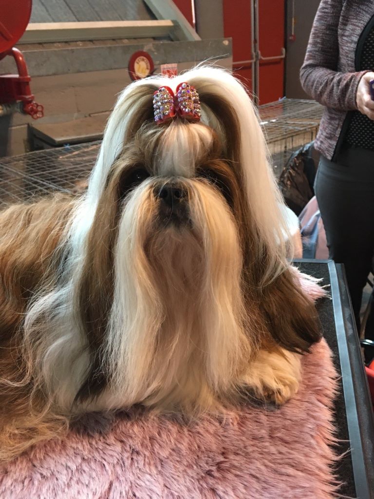 CH. J-lo des pommiers du pays d othe - 1er excellent, cacs, meilleur de race