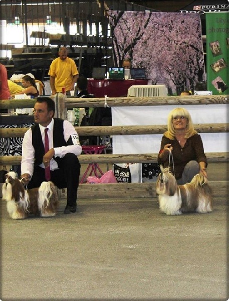 CH. J-lo des pommiers du pays d othe - Cacs - meilleur de race