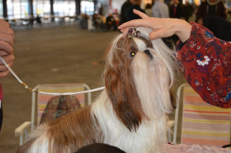 CH. J-lo des pommiers du pays d othe - Rcacs - Rcacib