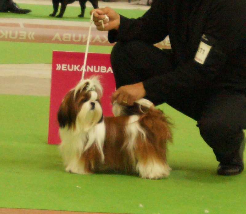 CH. J-lo des pommiers du pays d othe - 2eme excellent, classe jeune