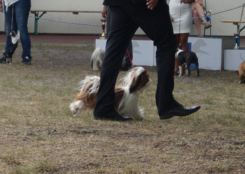 CH. J-lo des pommiers du pays d othe - 1 er excellent, classe jeune, meilleur jeune, Bog groupe9